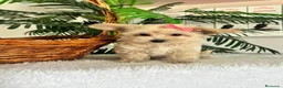 Maltipoo perros en venta: MALTIPOO HEMBRA - Anuncio 6