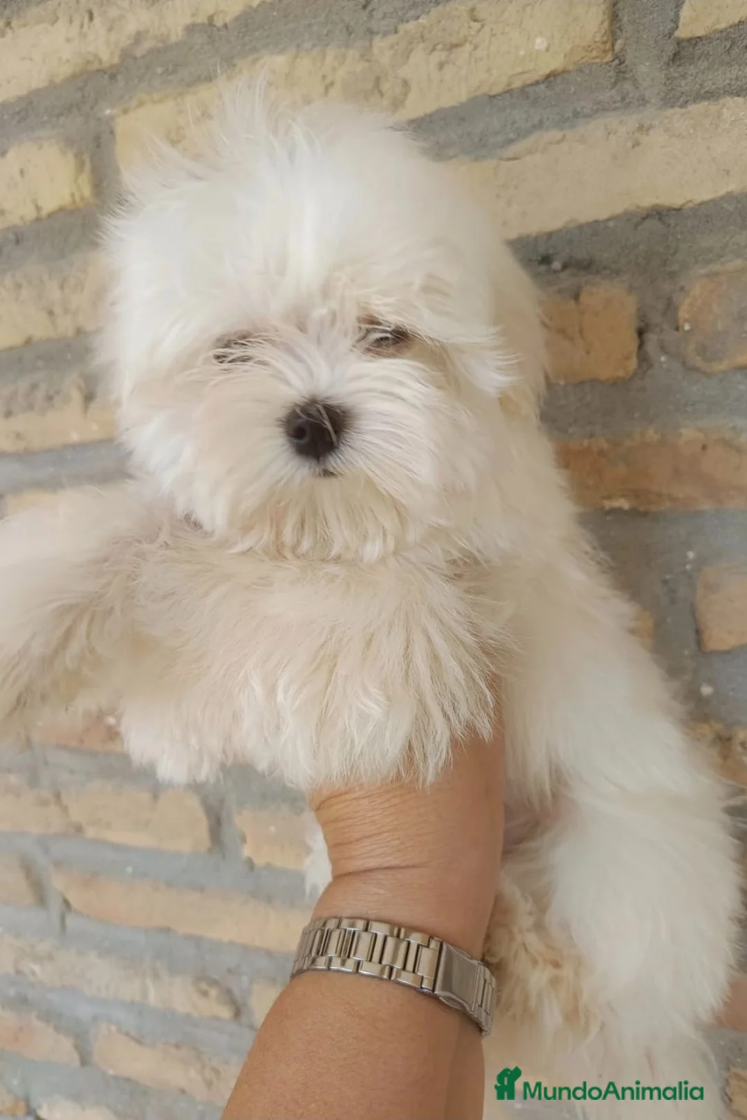 Bichón Maltés perros en venta: Bichon maltés de maxima calidad - Anuncio 2
