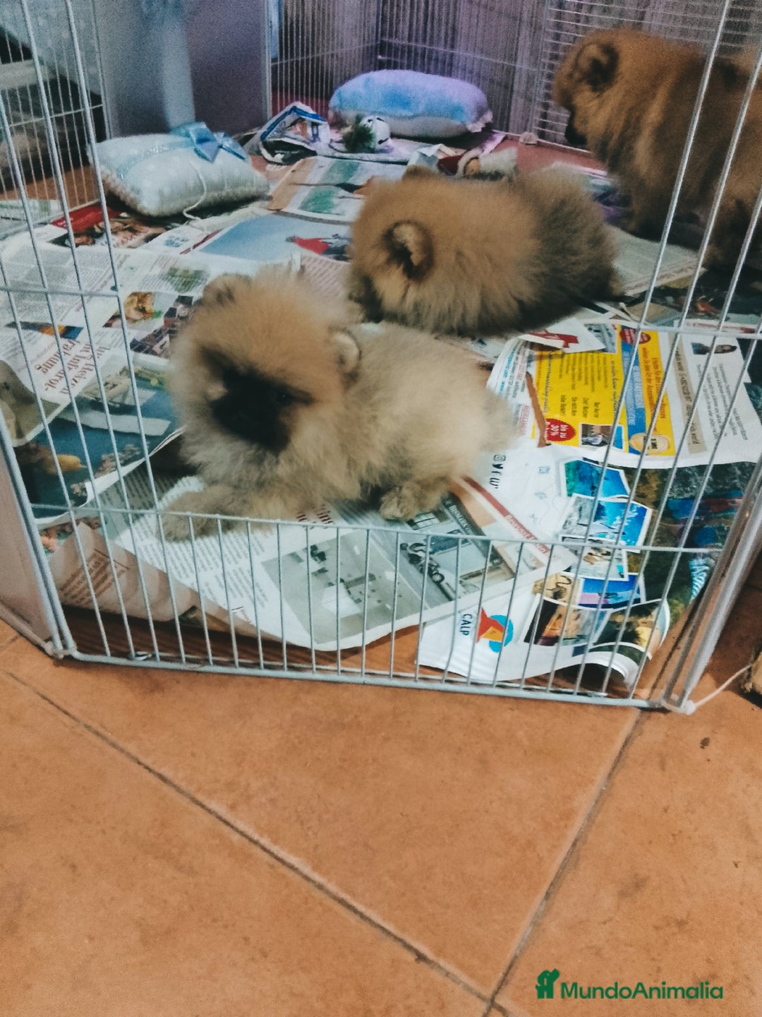 Pomerania perros en venta: Preciosas pomeranias americanas boo - Imagen 2