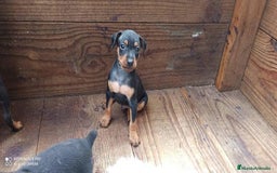 Pinscher Miniatura perros en venta: PINSCHER MINIATURA // ENTREGA INMEDIATA !! - Anuncio 4