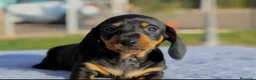 Teckel Miniatura perros en venta: CACHORROS TECKEL NEGROS Y MARRONES - Anuncio 2