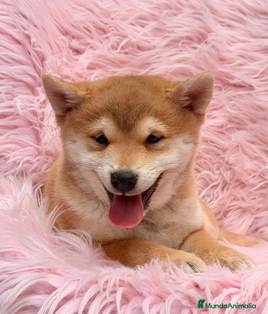 Shiba Inu perros en venta: SHIBA INU HEMBRAS CON AURIJO - Anuncio 7