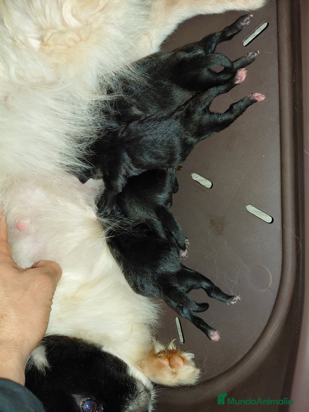 Pomerania perros en venta: Pomeranias cara muñeca - Anuncio 1