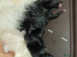 Pomerania perros Pomeranias cara muñeca - Anuncio 5