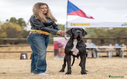 Dogo Alemán perros en venta: Cachorros de Dogo Alemán - Imagen 2