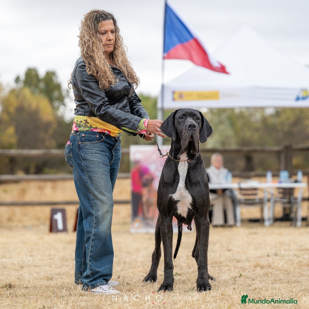 Dogo Alemán perros en venta: Cachorros de Dogo Alemán - Imagen 2