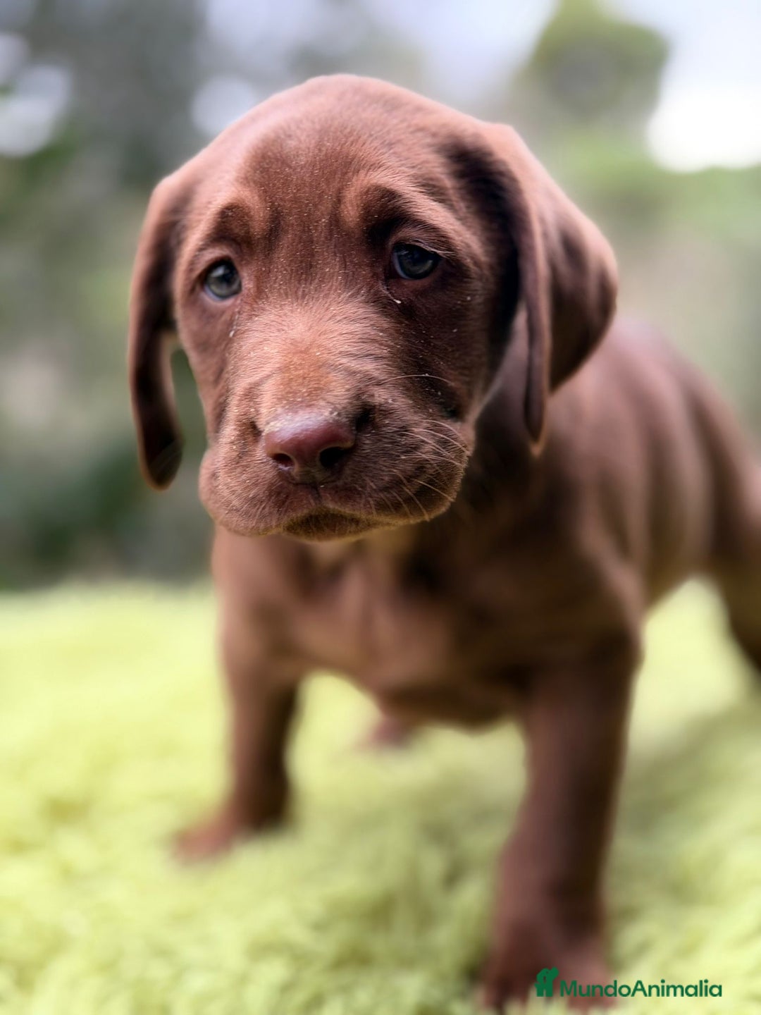 Labrador Retriever perros en venta: Labrador chocolate  - Anuncio 5