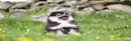 Pomsky perros en venta: Pomsky toy F3 - Anuncio 5