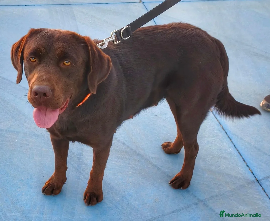 Labrador Retriever perros en venta: Labradora chocolate  - Anuncio 1