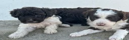 Perro de Agua Español perros en venta: Perros de agua Español Calidad Increíbles  - Anuncio 1