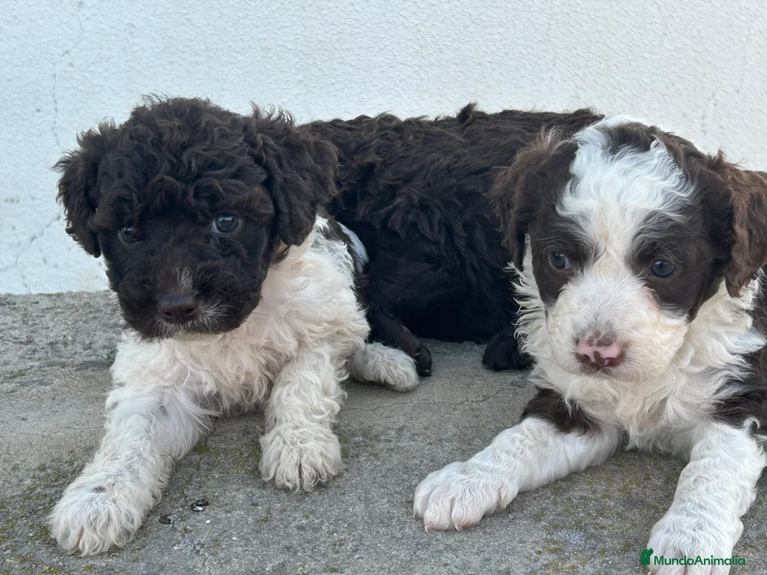 Perro de Agua Español perros en venta: Perros de agua Español Calidad Increíbles  - Anuncio 1