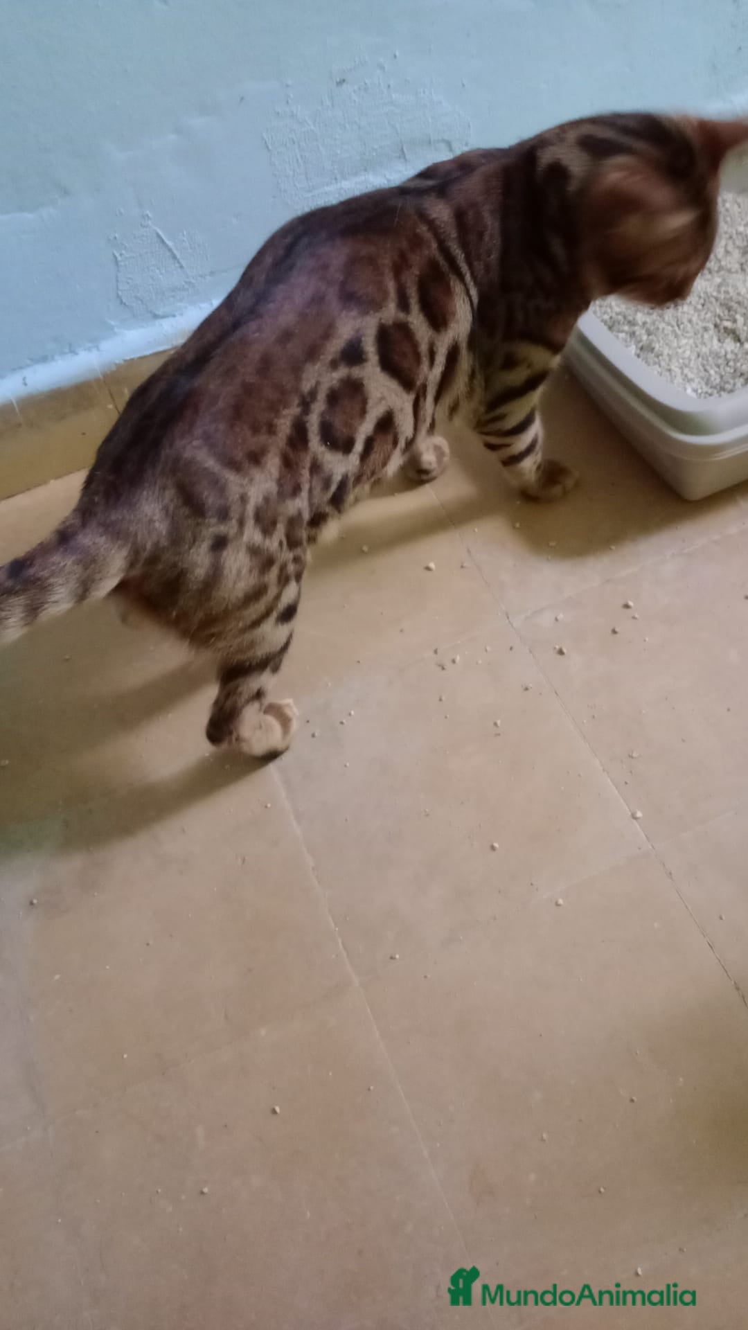 Bengalí gatos en venta: Gatos bengalis tienen 8 meses  - Anuncio 14