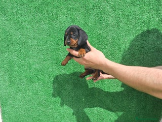 Teckel Miniatura perros TECKEL MINI - Anuncio 1