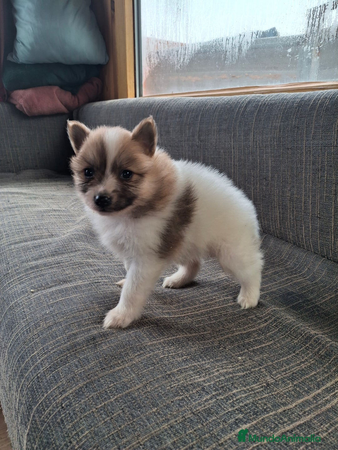 Pomerania perros en venta: Pomerania Enano particolor  - Anuncio 2