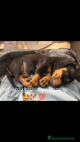 Teckel perros en Badajoz - Anuncio 16
