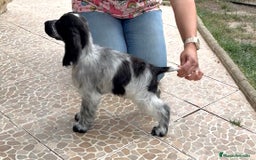 Cocker Spaniel Inglés perros en venta: Juguetones cocker spaniel ingles calidad - Imagen 5