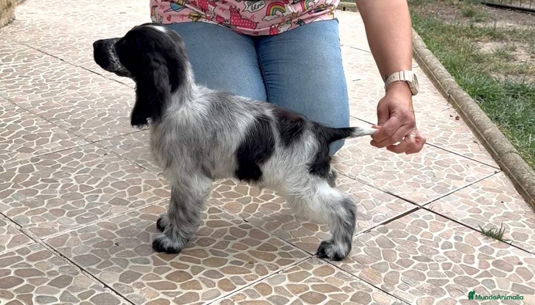 Cocker Spaniel Inglés perros en venta: Juguetones cocker spaniel ingles calidad - Imagen 5