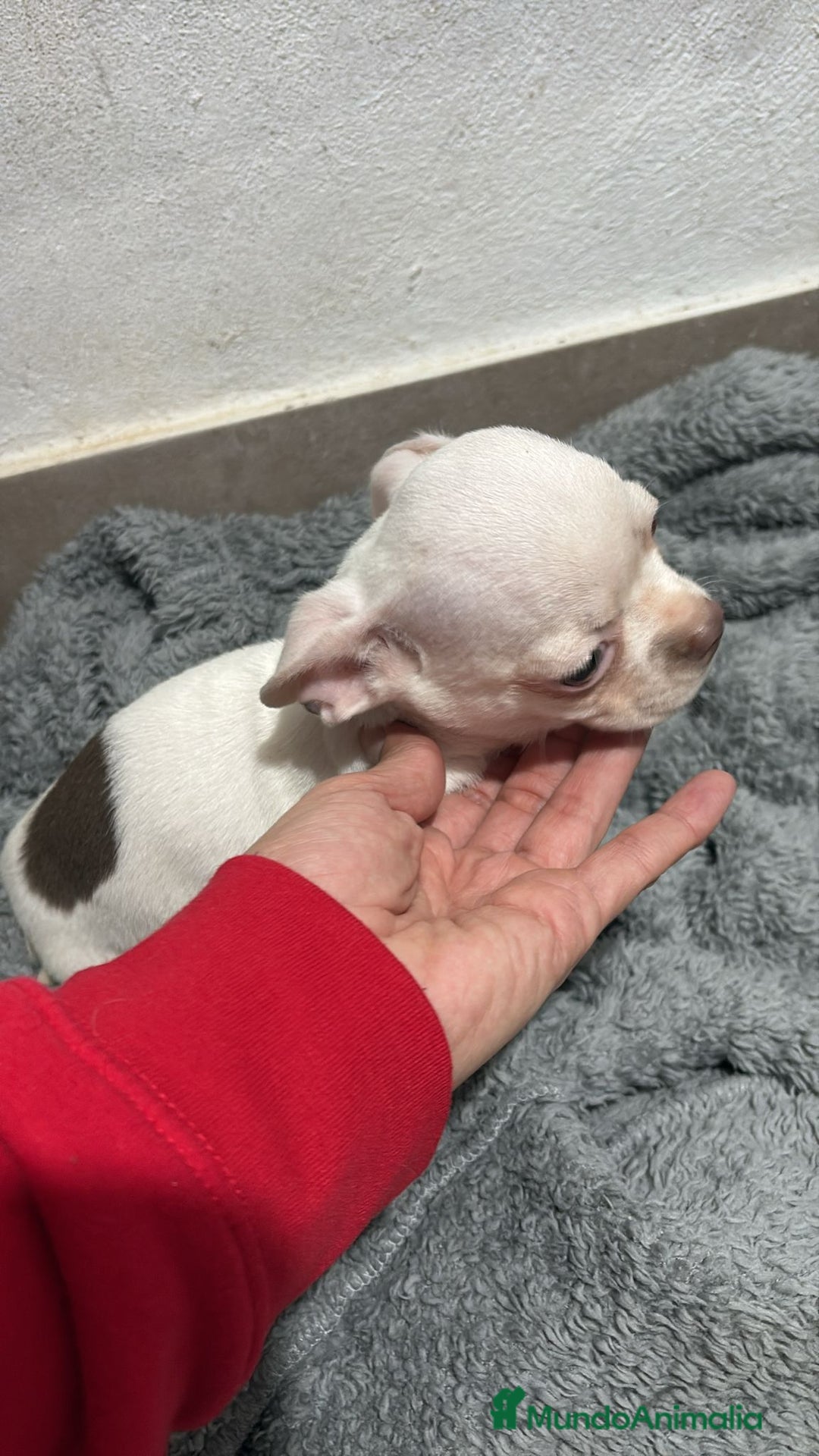 Chihuahua perros en venta: Chihuahua toy - Anuncio 5