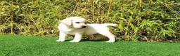 Labrador Retriever perros en venta: Labrador - Anuncio 10