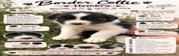 Border Collie perros en adopcion: Preciosa border collie - Anuncio 1