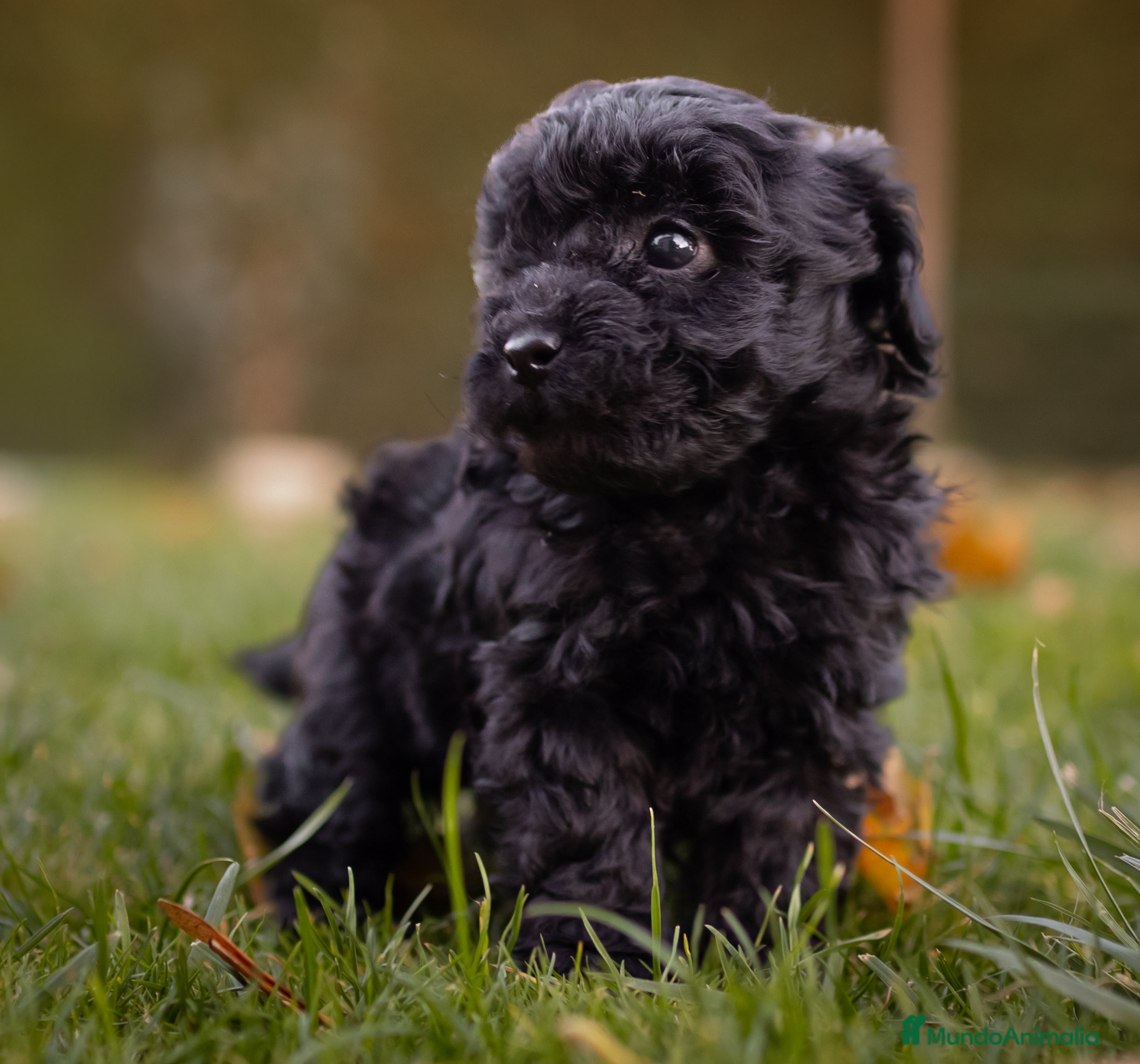 Caniche Toy perros Camada caniche Toy negro - Anuncio 4