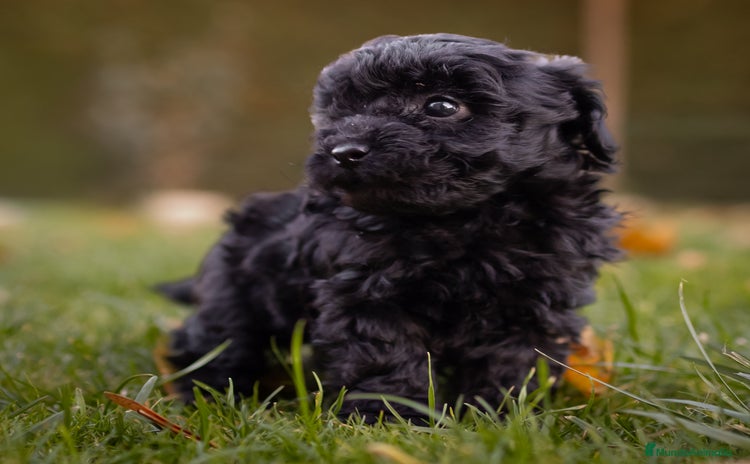 Caniche Toy perros Camada caniche Toy negro - Anuncio 10