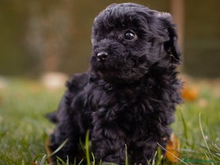 Caniche Toy perros Camada caniche Toy negro - Anuncio 8