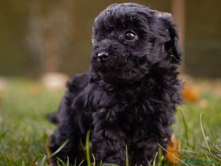 Caniche Toy perros Camada caniche Toy negro - Anuncio 34