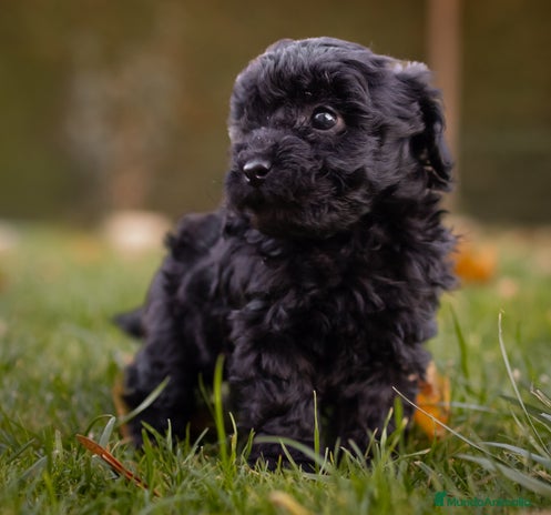 Caniche Toy perros Camada caniche Toy negro - Anuncio 4