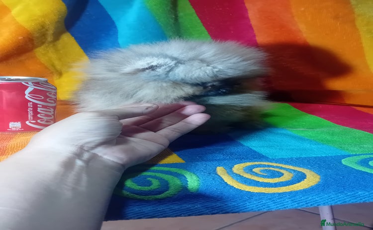 Pomerania perros - Propaganda 2