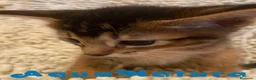 Abisinio gatos en venta:  Abisinio Macho de Santa 1834 - AQUANATURA en Barcelona - Anuncio 8