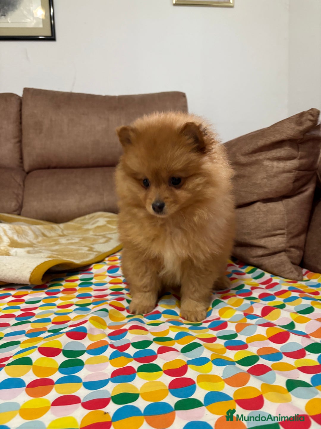 Pomerania perros en venta: Hembritas de Pomerania  - Anuncio 2