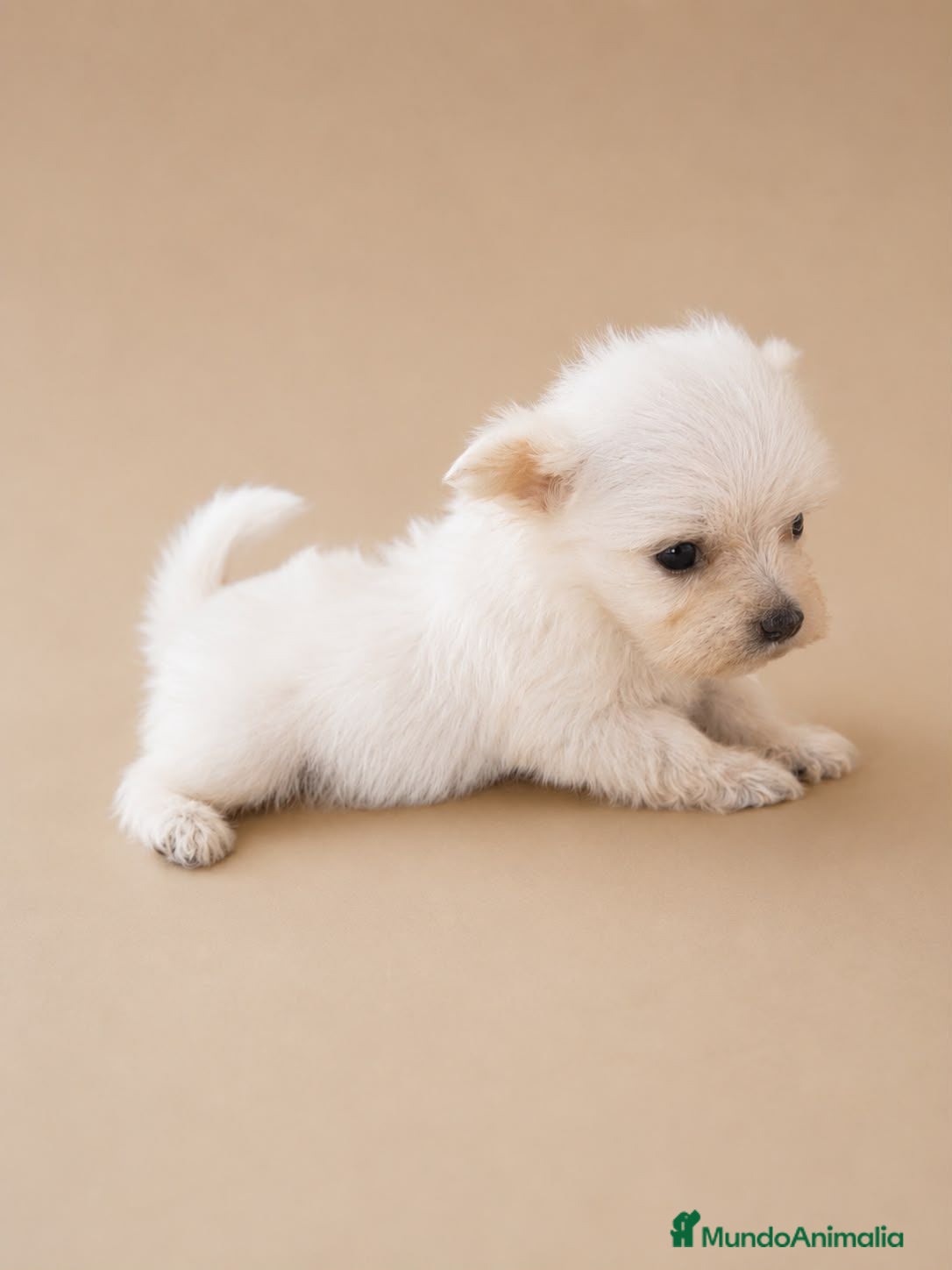 Bichón Maltés perros Bichon Maltes toy  - Anuncio 3