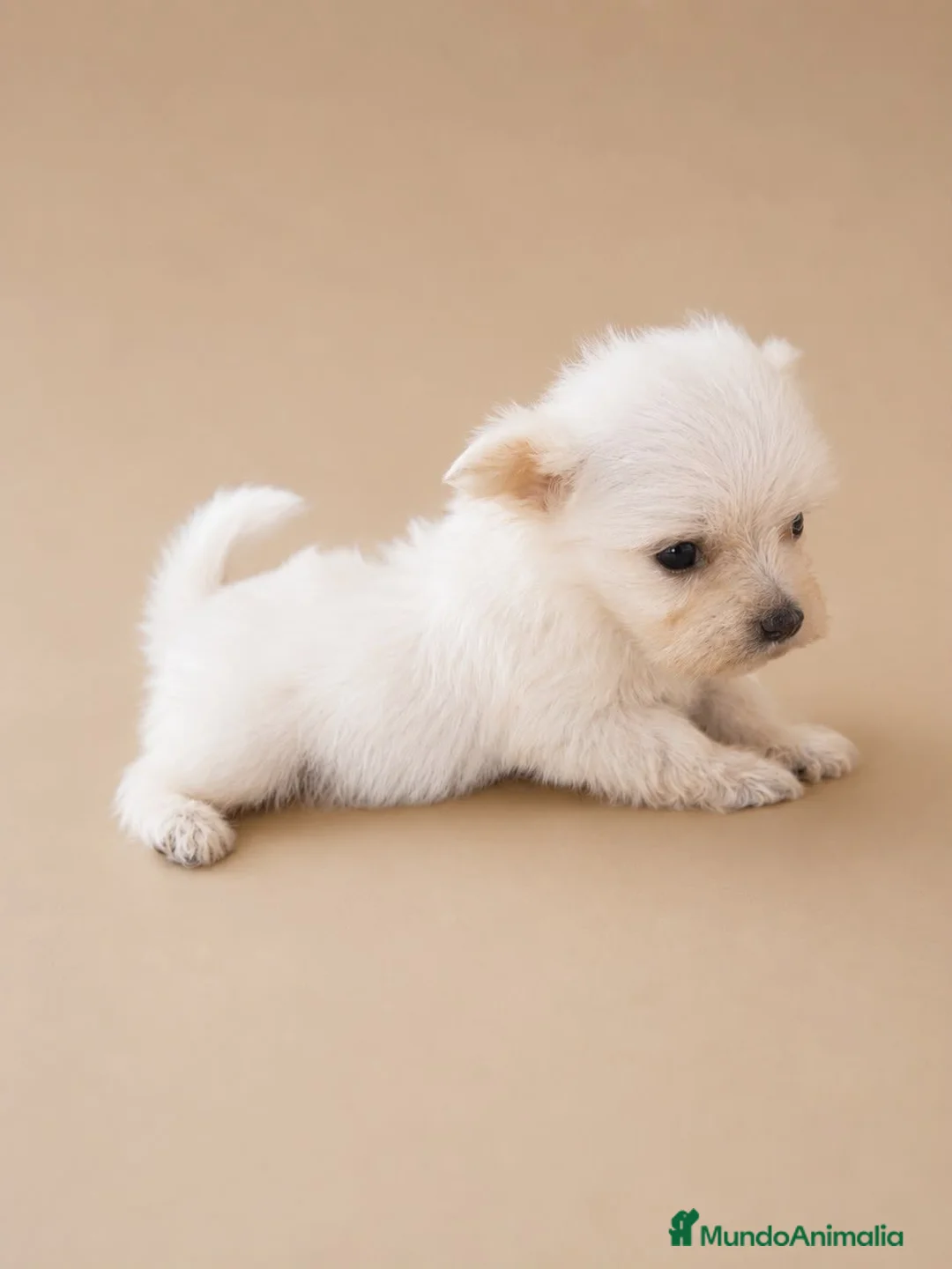 Bichón Maltés perros en venta: Bichon Maltes toy  - Anuncio 1