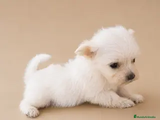 Bichón Maltés perros Bichon Maltes toy - Anuncio 4