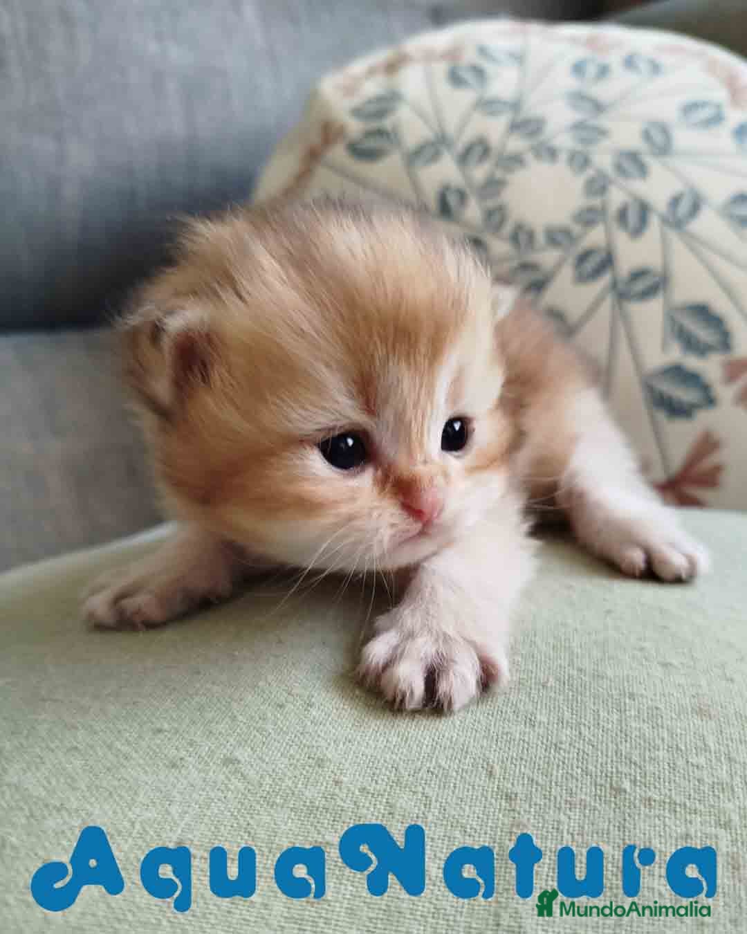 Británico de Pelo Largo gatos British Longhair Macho AQUANATURA - Anuncio 4