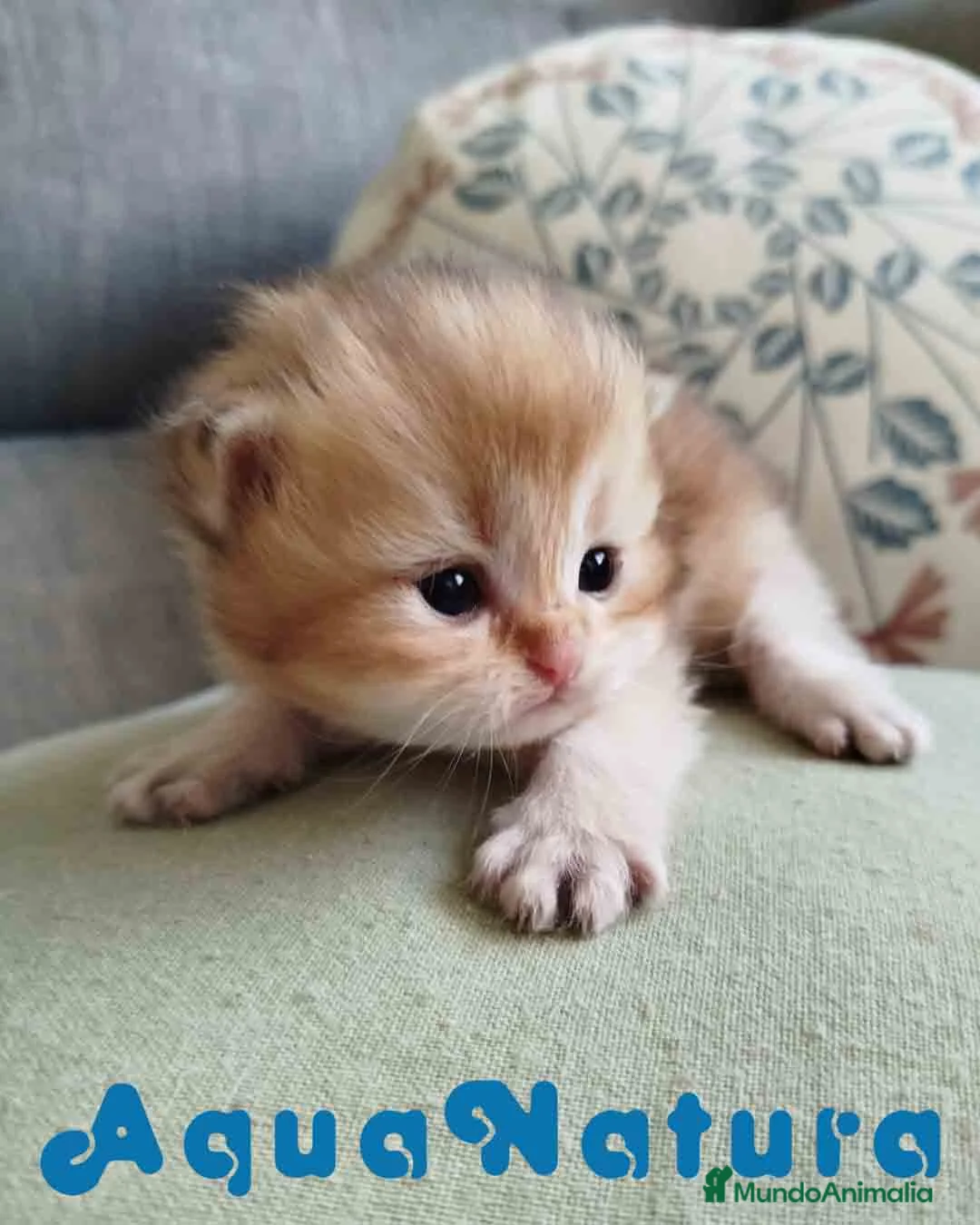 Británico de Pelo Largo gatos en venta: British Longhair Macho AQUANATURA - Anuncio 1