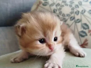 Británico de Pelo Largo gatos British Longhair Macho AQUANATURA - Anuncio 32