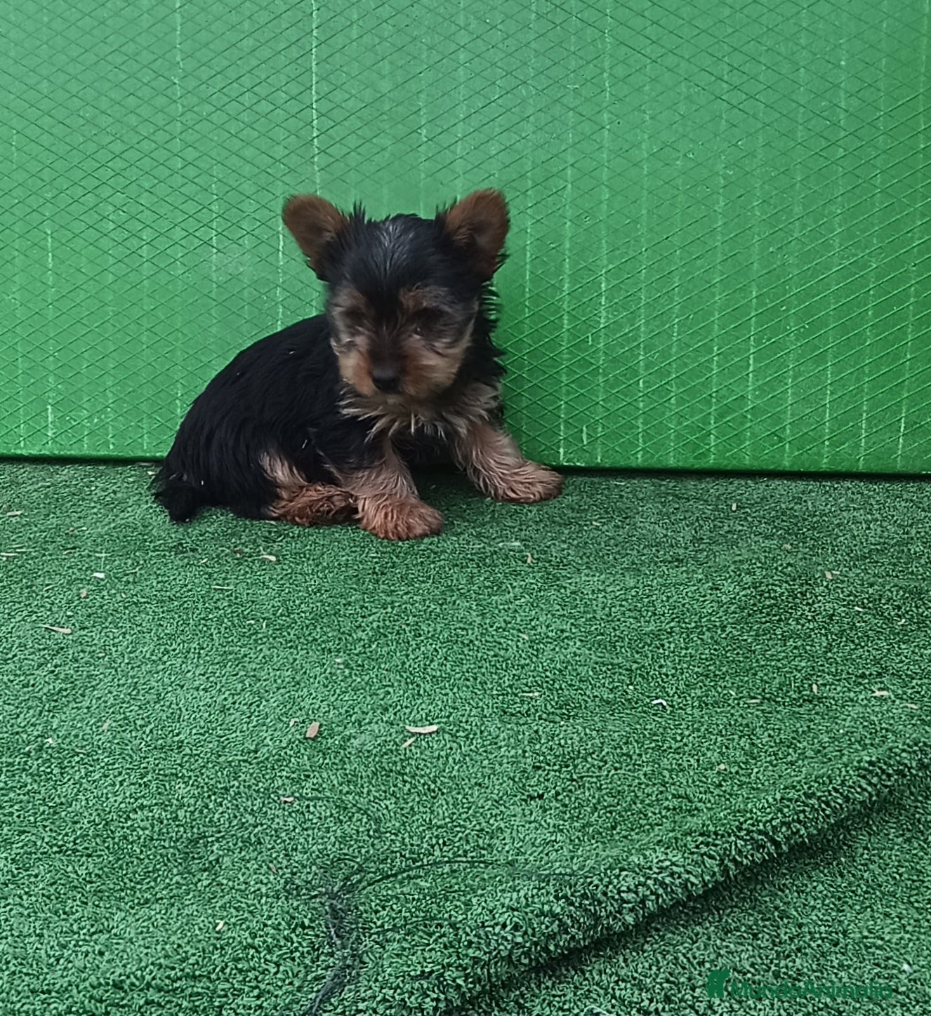 Yorkshire Terrier perros Cachorro de yorkshire mini  - Anuncio 1