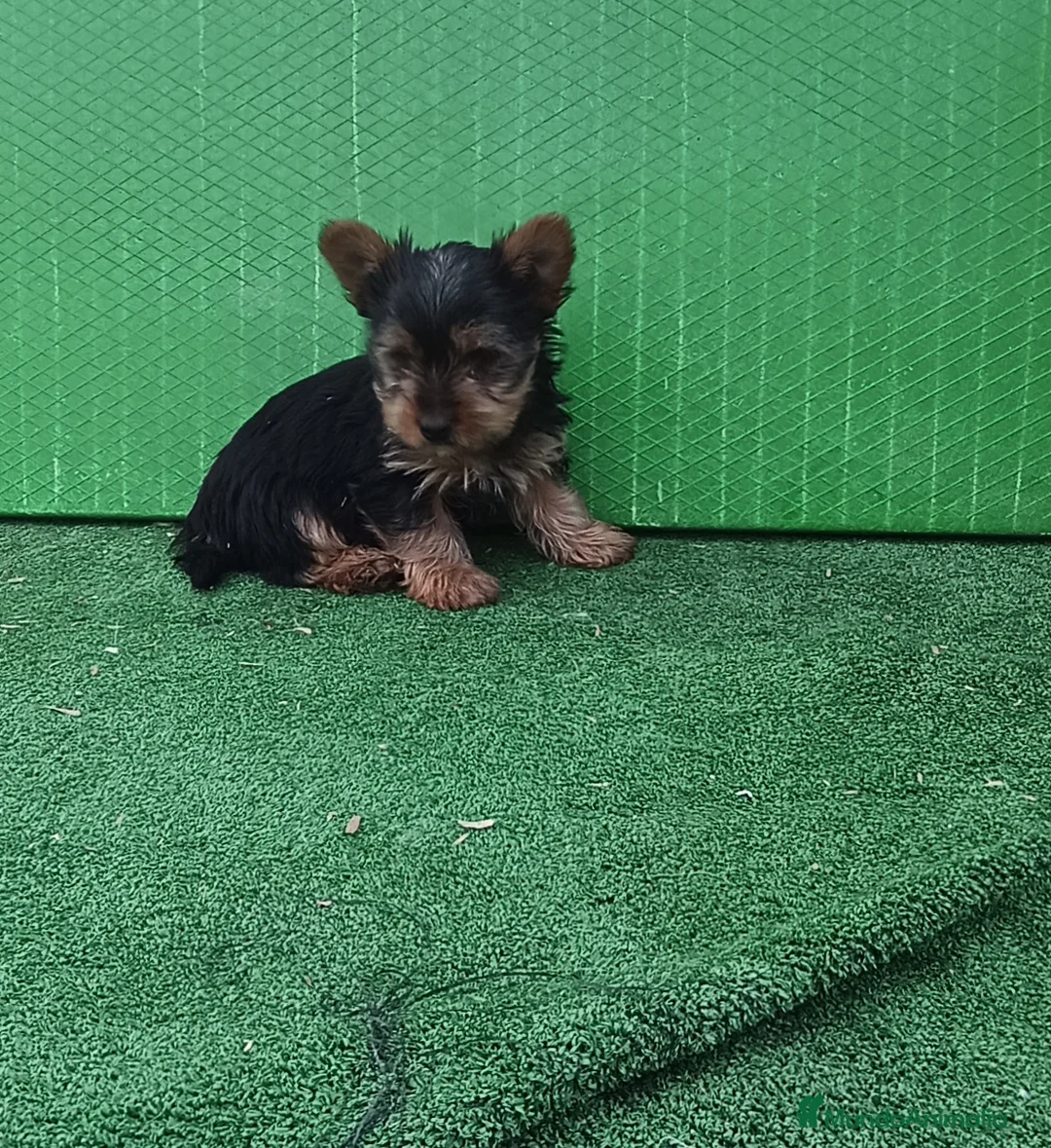 Yorkshire Terrier perros en venta: Cachorro de yorkshire mini  - Anuncio 1
