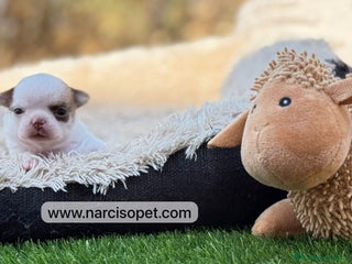 Chihuahua perros - Anuncio 36