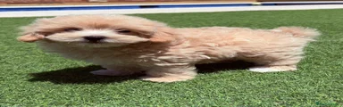 Maltipoo 1