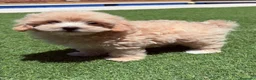 Maltipoo perros en venta: Maltipoo Toy - Anuncio 2