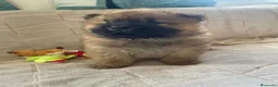 Chow Chow perros en venta: Bebés Chow-Chow  - Anuncio 4