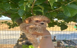 Caniche Toy perros en venta: Caniche top del Valle  - Imagen 1