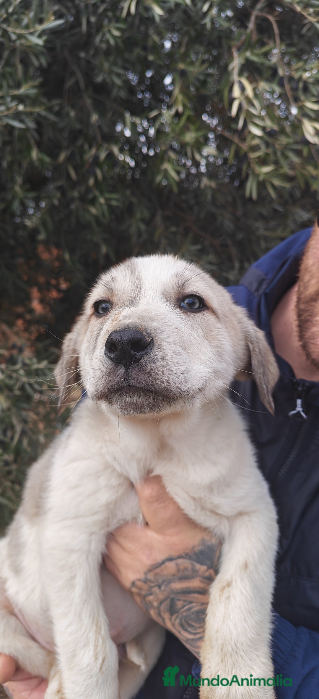 Mastín Español perros en venta: MASTÍN ESPAÑOL - Anuncio 1