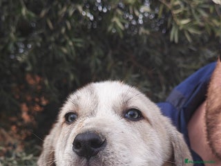 Mastín Español perros MASTÍN ESPAÑOL - Anuncio 35