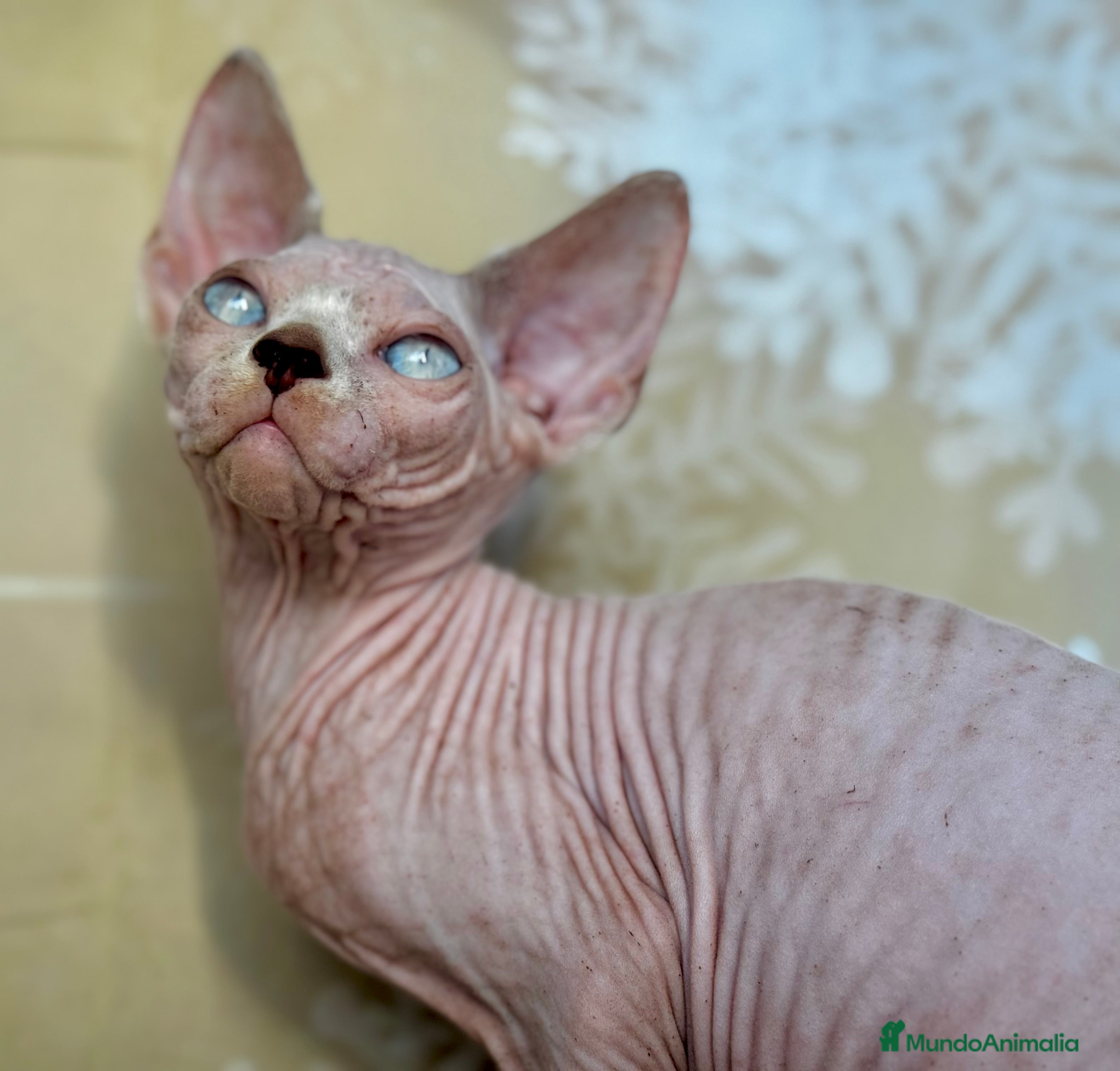 Sphynx gatos Preciosos bebés Sphynx - Anuncio 29