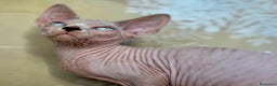 Sphynx gatos en venta: Preciosos bebés Sphynx - Anuncio 1
