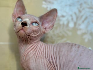 Sphynx gatos Preciosos bebés Sphynx - Anuncio 5
